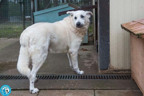 Olaf, dieci anni di casa. Oggi solo un nome e tanta attesa. Foto 8